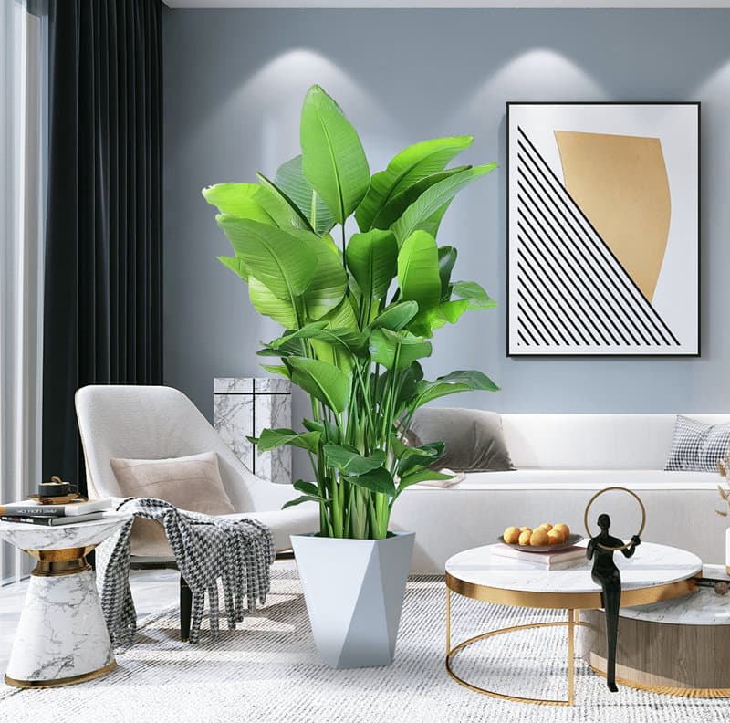 Bird of Paradise Potted Plant, Large Indoor Flower for Living Room, Easy-Care Green Plant for Office, Luxury Strelitzia