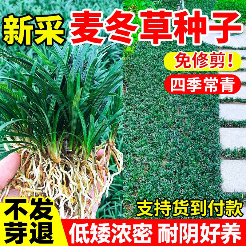 Japanese Dwarf Mondo Grass Seeds for Garden Greening, Low-Growing, Drought and Cold Tolerant, Evergreen, Fine-Leaf Mondo Grass Seeds