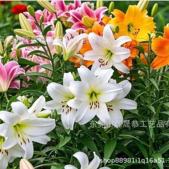 Cross-border new Perfume Lily Bulbs fresh and sweet perfume lily bulbs