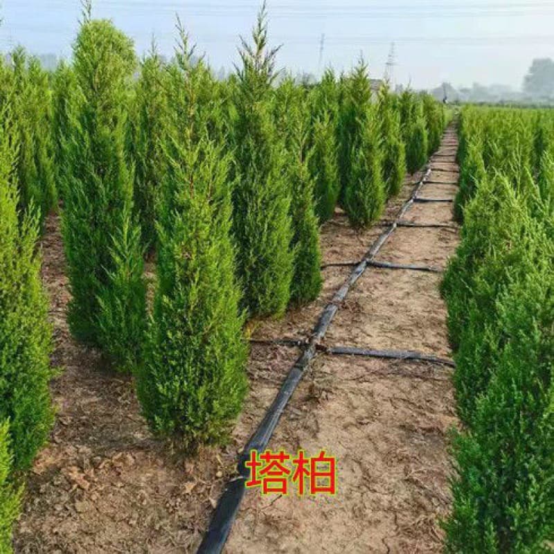 Wholesale pagoda pine saplings, flowers and trees, oriental cypress and cypress, Shu juniper and dragon cypress seedlings, pagoda pine and cypress saplings, juniper cypress, free shipping for one piece