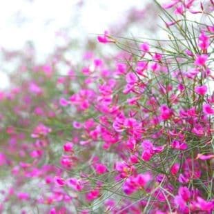 Hedysarum scoparium Seeds, Cold and Drought Resistant, Wind and Sand Tolerant, Heat and Poor Soil Tolerant, Sandy and Desert Semi-Shrub Plant