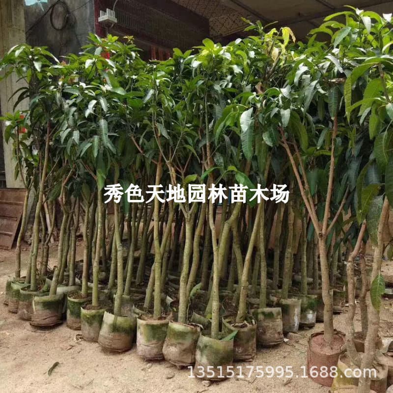 Guangxi Mango Tree Seedlings Grafted Seedlings Southern Large Green Mango Tree Seedlings Jinhuang Mango Green Skin Four-Season Honey Mango Potted with Soil
