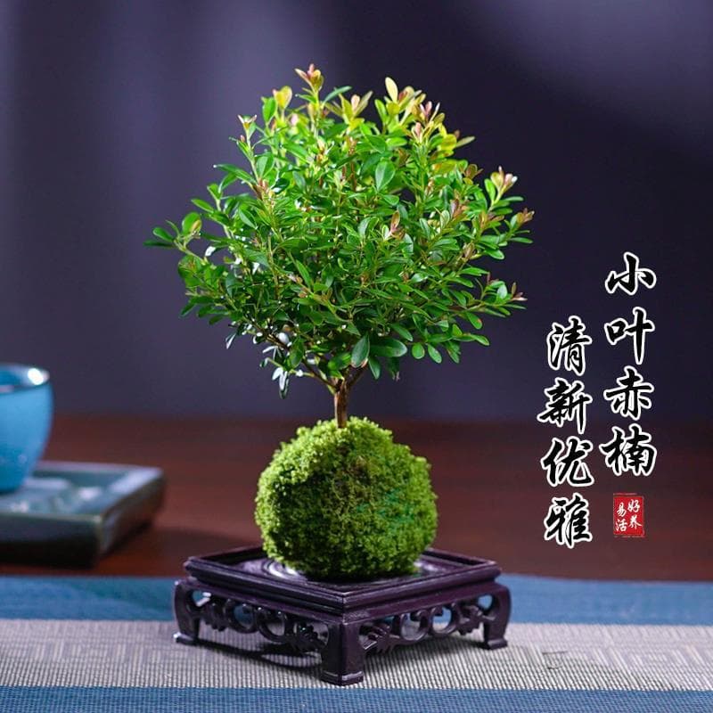 Hydroponic Moss Ball Bonsai with Small-Leaf Ardisia, Indoor Water-Grown Green Plant for Air Purification, Easy to Care, Evergreen All Year Round
