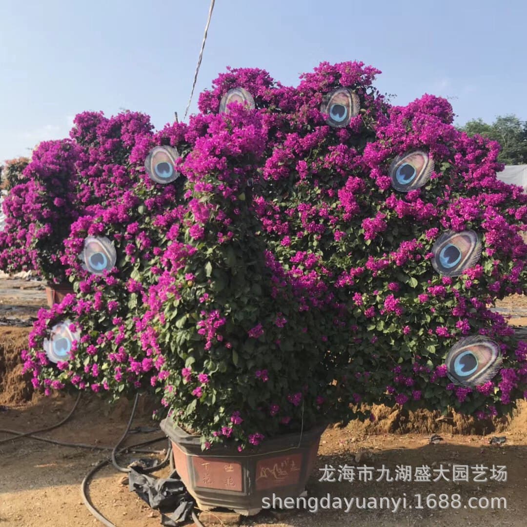Fujian Animal-Shaped Bougainvillea Price Sichuan Shaped Bougainvillea Tree Stump Wuque Bougainvillea Bonsai Quotation