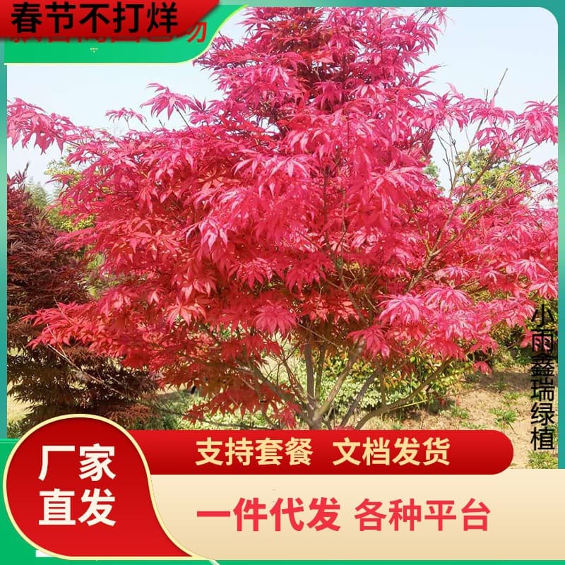 Japanese Red Maple Tree Seedling - Red Dancing Maiden Variety, Courtyard Villa Greening Seedling, American Red Maple Seedling, Four-Season Red Maple Seedling