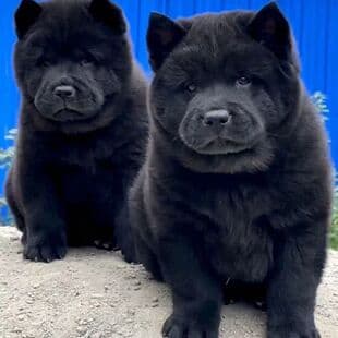 Purebred Five-Black Dog Puppy Live Dog Medium-Sized Native Hunting Dog Family Mountain Guard Dog Pet Dog Puppy