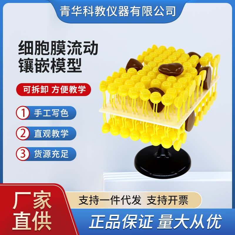 Qinghua Cell Membrane Fluid Mosaic Model Components - Junior/Senior High School Biology Teaching Demonstration Equipment