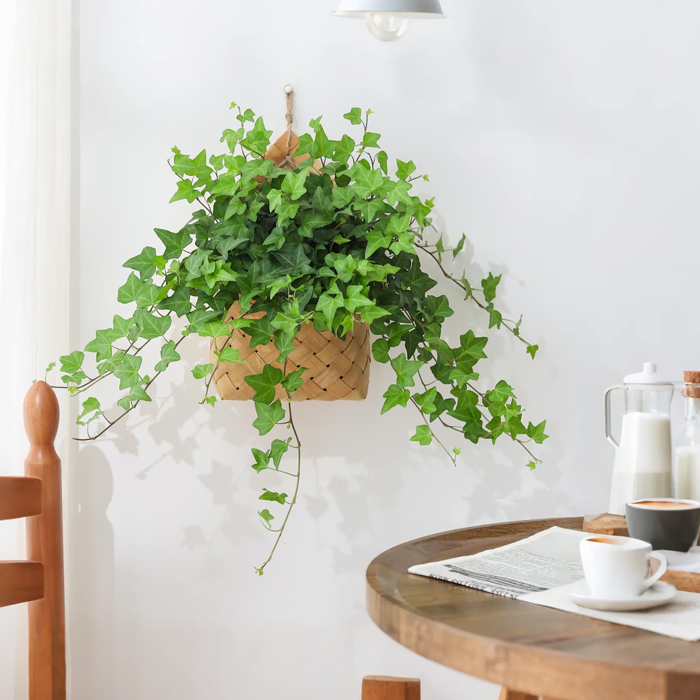 Ivy Potted Plant Indoor Living Room Snow Jade Easy Care Greenery Lazy Person Office Woven Hanging Ornament Bonsai Flowers