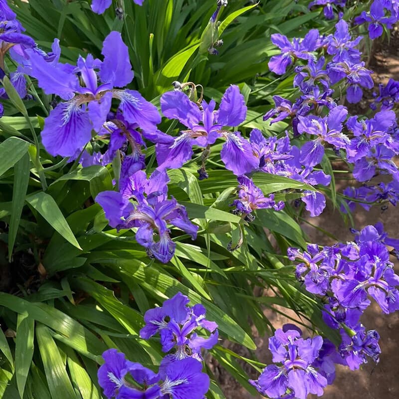 Blue Iris Seeds, Suitable for Four-Season Sowing, Easy to Grow, Ideal for Garden Landscaping, Potted Plants, Shade and Cold Tolerant Flower Seeds