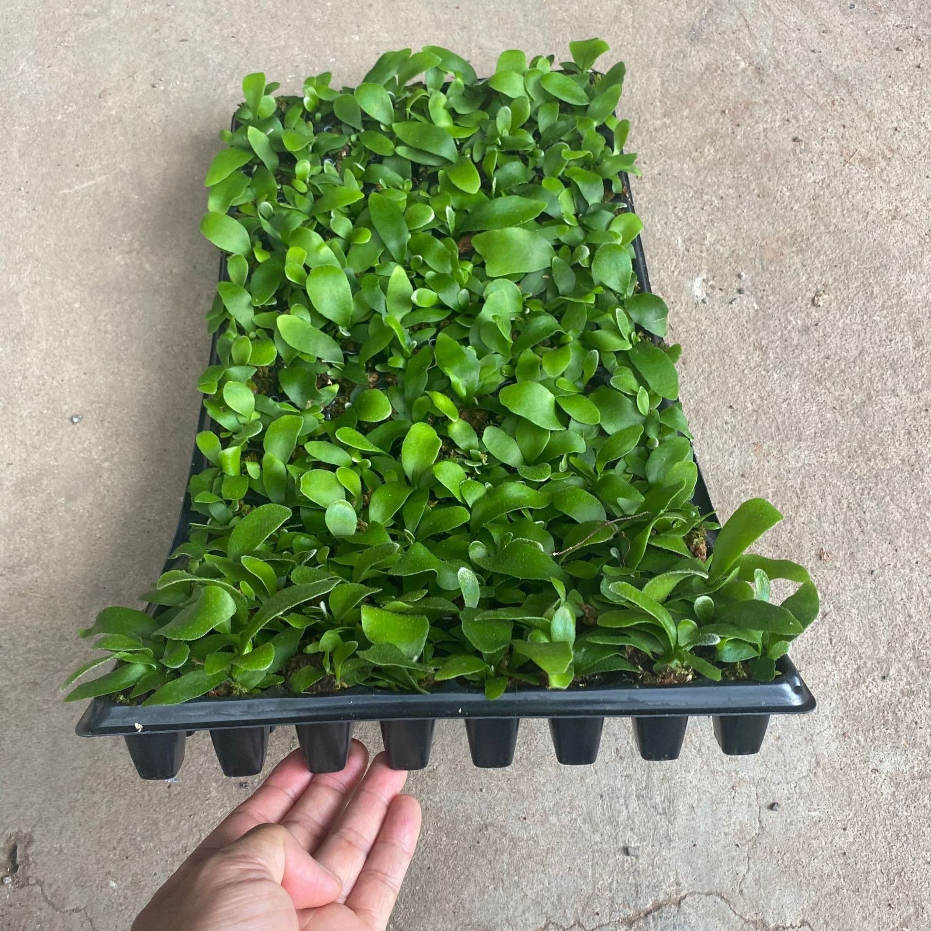 Fun Home Office Green Plant Manufacturer Platycerium Bifurcatum Miniature Landscape Small Potted Plant Seedlings 50 Plants Wholesale