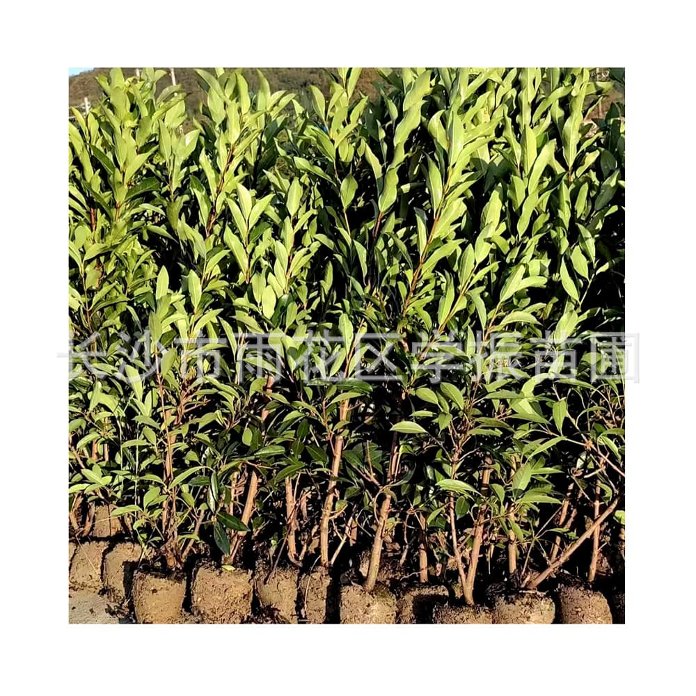 Origin wholesale French holly coral tree Yi Chenghuo holly tree four seasons green tree fence wall