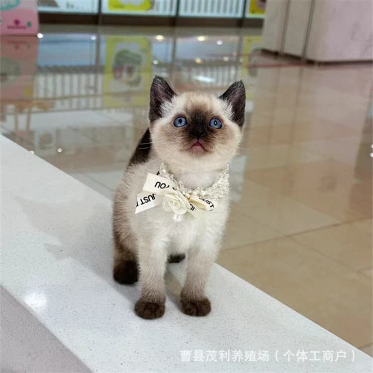 Purebred Siamese cat live Thai coal mining network red cat tabby Siamese cat red key Siamese cat pet cat live animal