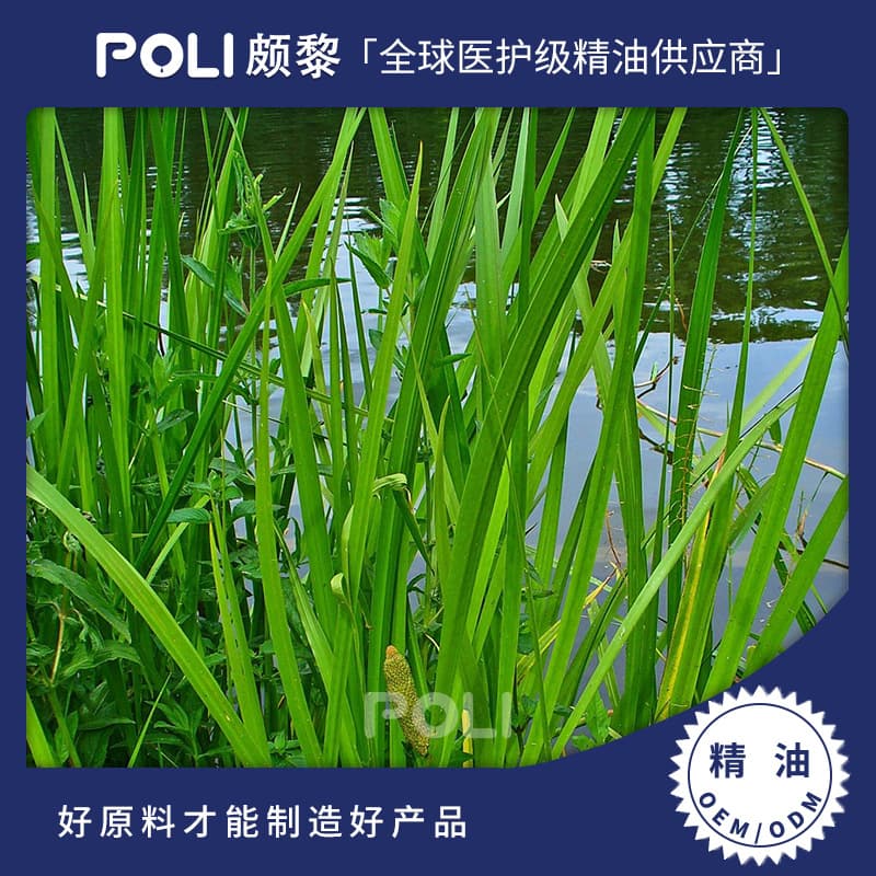 India Imported Calamus Root Essential Oil, POLI Supply Single Essential Oil for Aromatherapy, Natural Massage and Skin Care Essential Oil Raw Material
