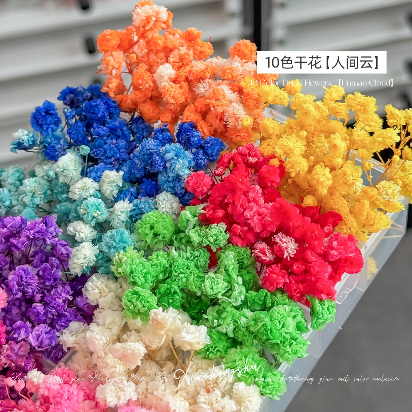 [10 Colors Preserved Flowers] Dried Preserved Flower Nail Art Materials Nail Decorations for Press-On Nails Monet Garden