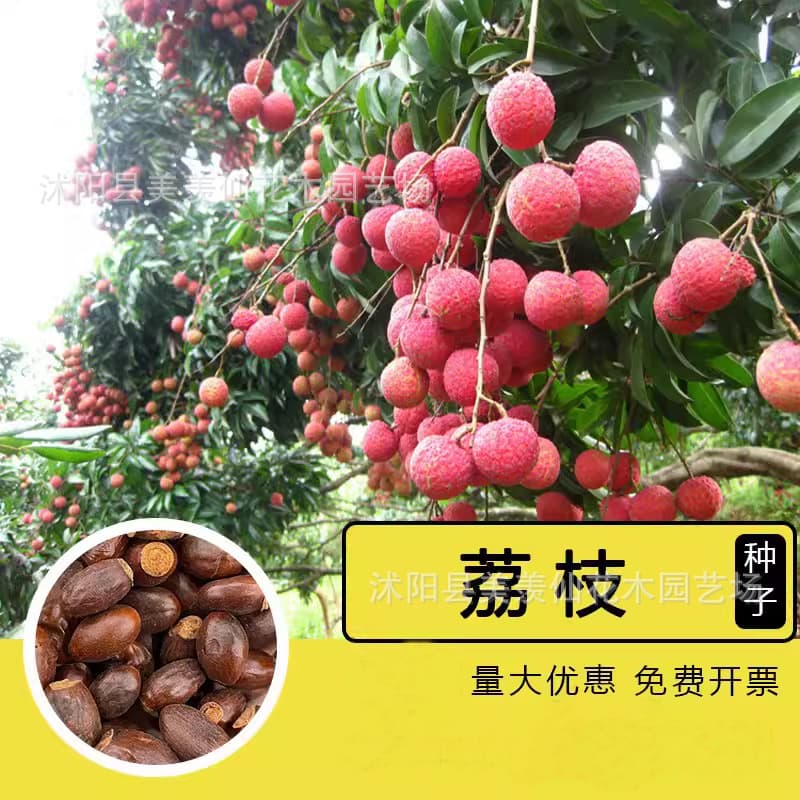 Newly harvested fruit tree seeds, lychee seeds, potted fruit tree seeds, fruit and vegetable seeds, sown year-round, evergreen tree seeds.