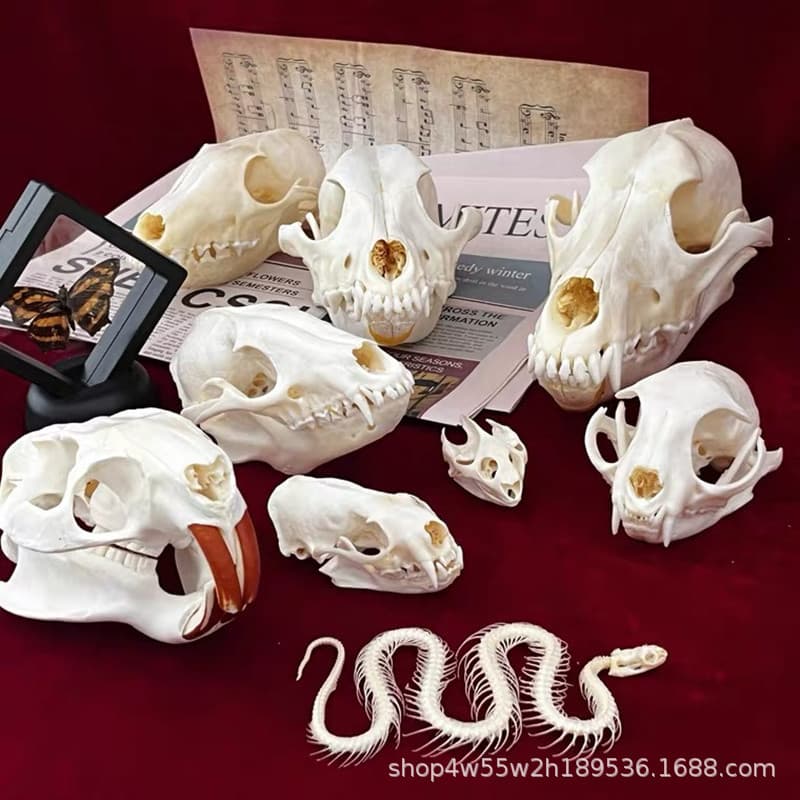 Real Animal Skull Home Decoration Collection Item Scientific Research Fox Skull Turtle Skull Snake Bone Modern Minimalist Style