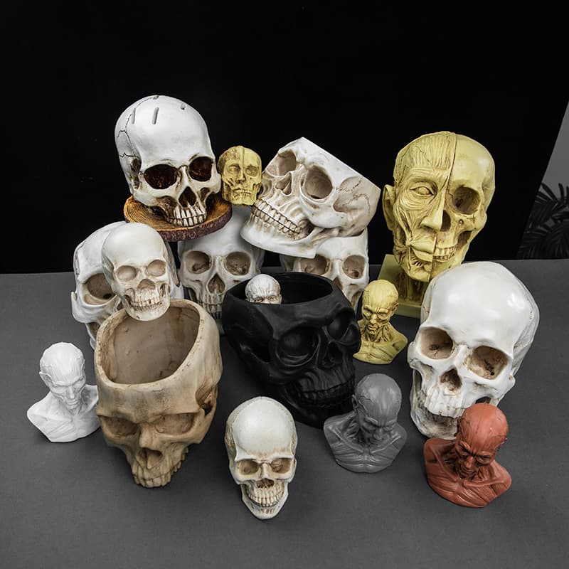 Artisan Sketch Medical Model Ornament White Skull Resin Skeleton Head Muscle Plaster Statue Teaching Model
