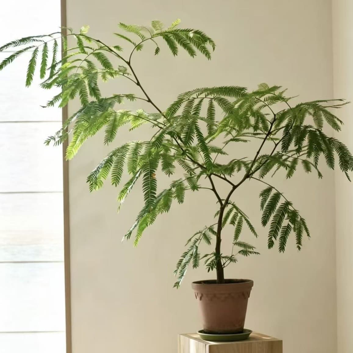 Dense Leaf Monkey Earring Potted Plant Shade Tolerant Drought Tolerant Non-Deciduous Indoor Easy Care Woody Green Plant Home Soft Decoration Premium Feel
