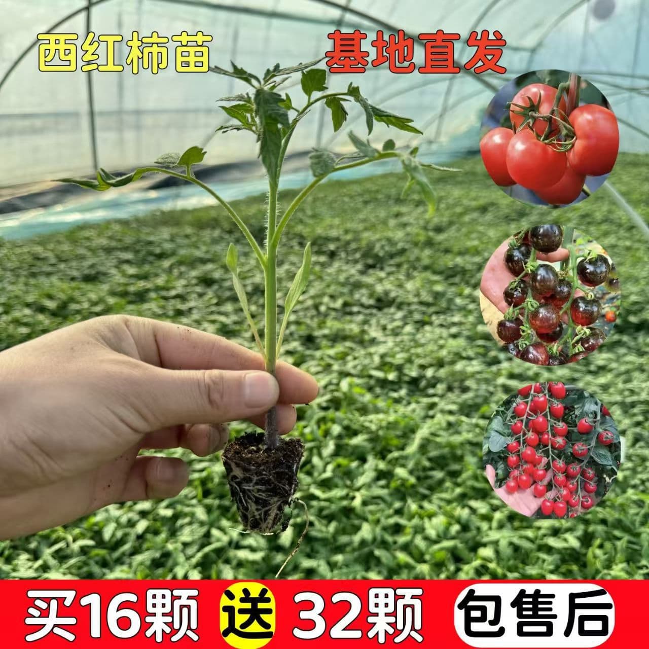 Tomato Seedling Seeds, Large Tomato Seeds, Vegetable Seedlings, Dwarf Black, Qianxi Cherry Tomato, Potted Plant