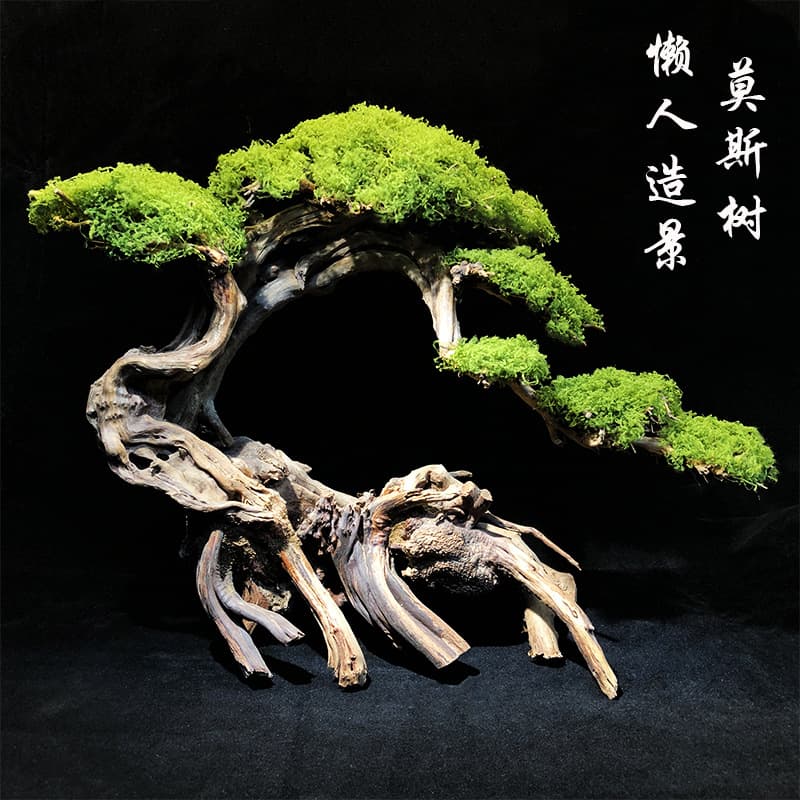 Life sunk wood, lazy man's tree, water plants and landscaping, a wooden fish tank, Moss tree into the tank, fish tank landscaping, rhododendron root