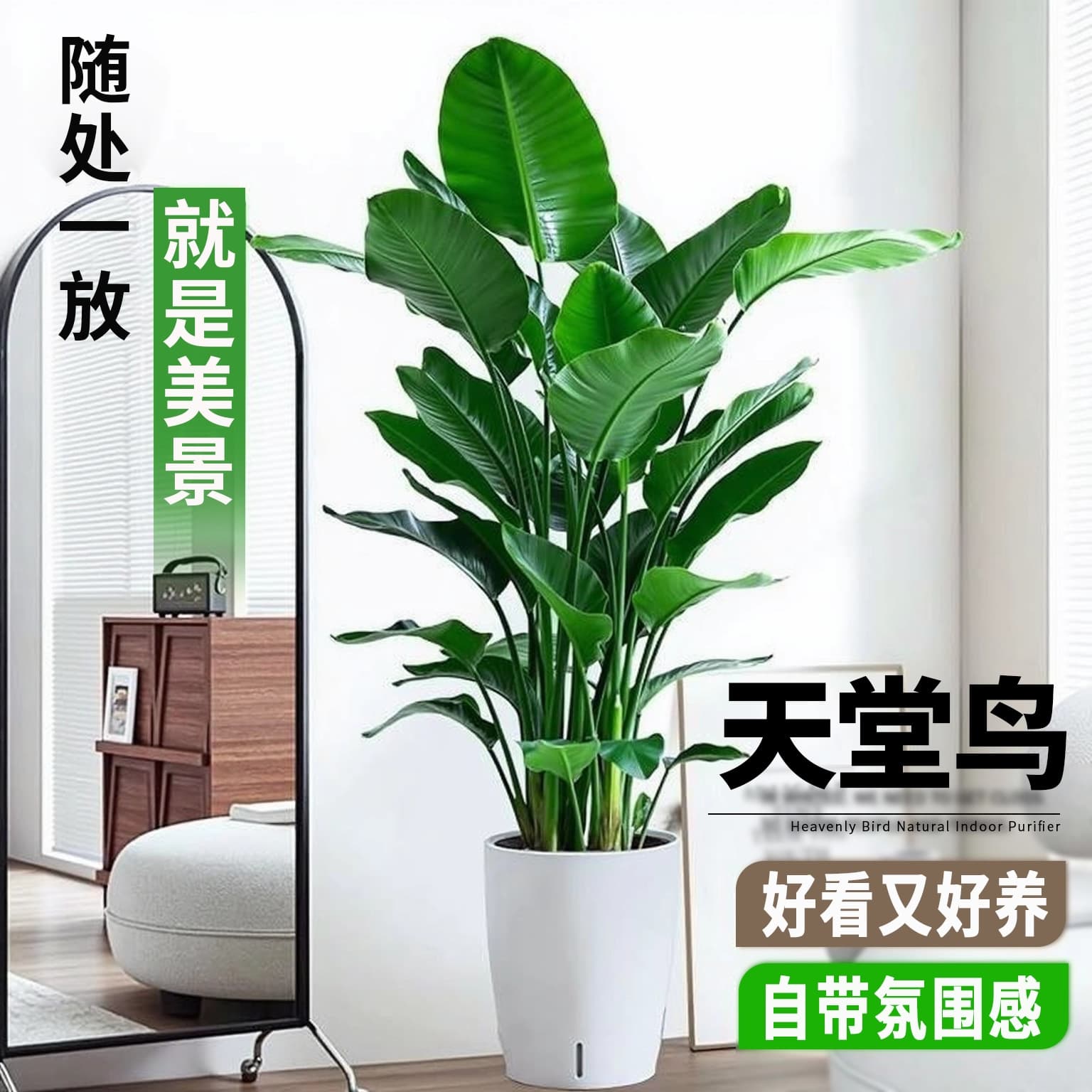 Large Bird of Paradise Potted Plant Indoor Greenery Easy to Care for Office Living Room Bonsai Strelitzia Flowering Plant