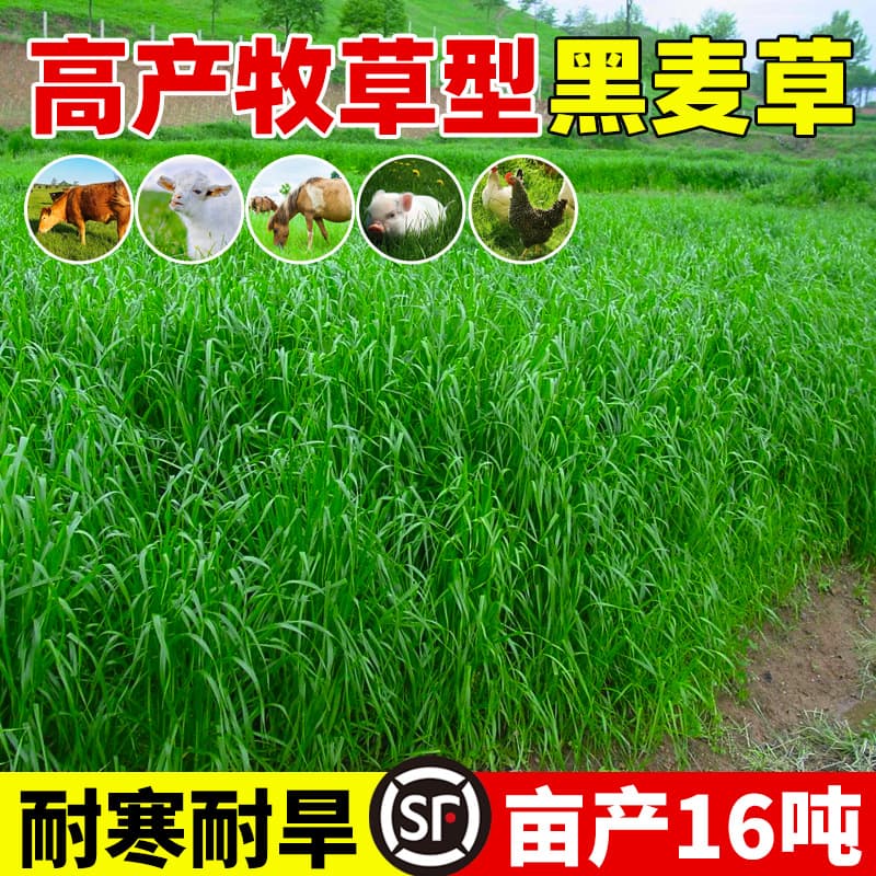 Cold Tolerant Forage Seed Perennial Ryegrass Seed Winter Graze 70 Polyploid Seed for Chickens, Ducks, Geese, Pigs, Cattle, Sheep, and Fish