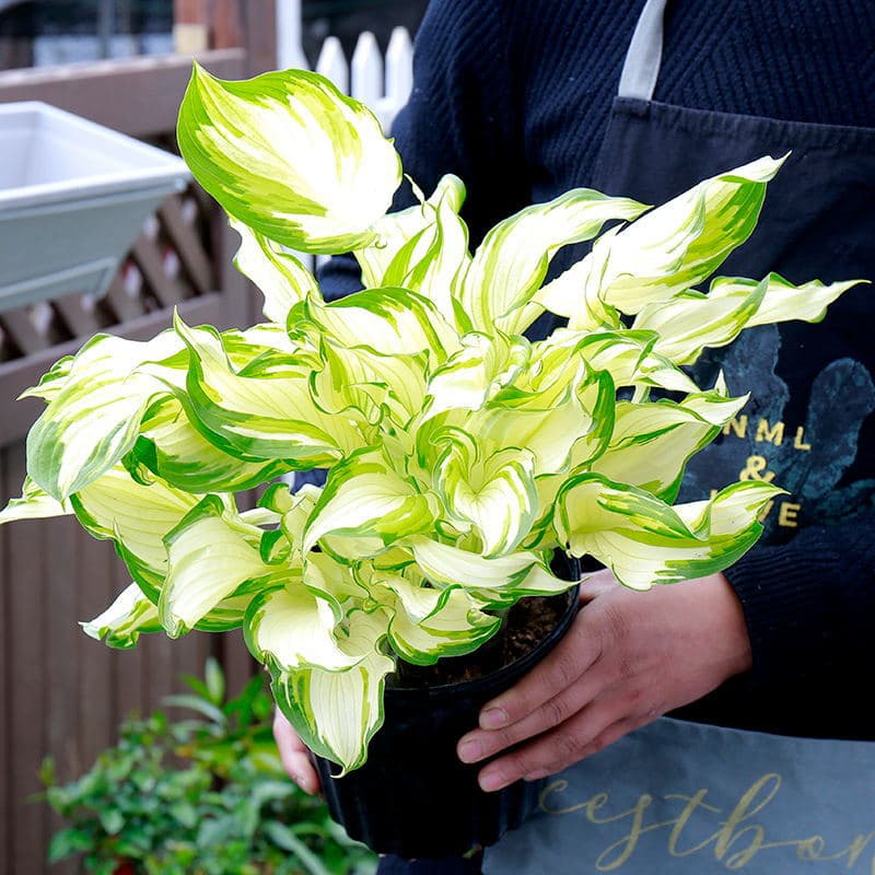 Ornamental Hosta Flower Seedlings, Gold-Edged Variegated Foliage Plants for Indoor Pots and Flower Beds, Perennial Green Plants Cold and Drought Tolerant