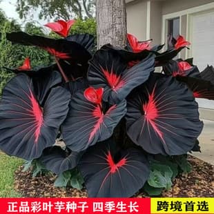 [E-commerce Supply] Mixed Color Caladium Seeds Taro Large Leaf Taro Four-Season Foliage Plant Seeds for Garden
