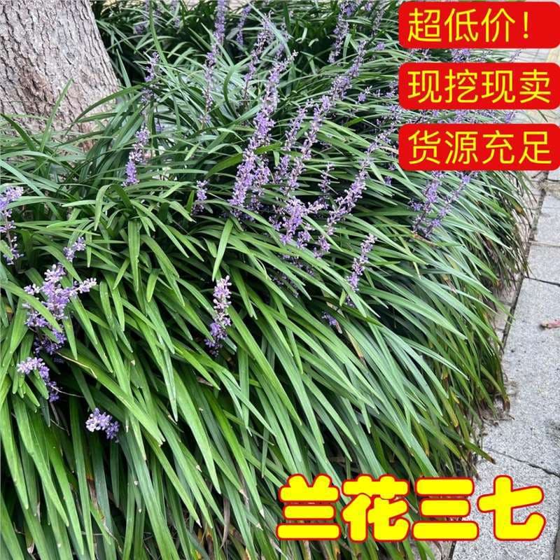 Orchid Panax Notoginseng Seedlings - Ophiopogon japonicus, Liriope muscari Seedlings, Cold-Tolerant Plants