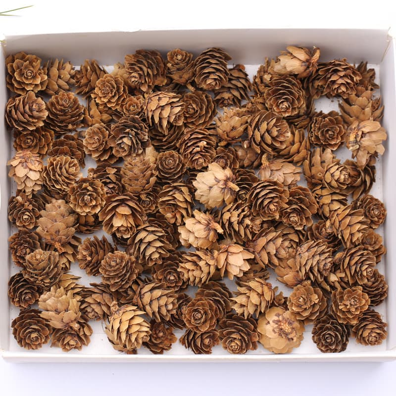 Christmas pine cones small pine cones pine cones pine cones pine flowers larch mini pine dried flowers Christmas decoration pine cone cones
