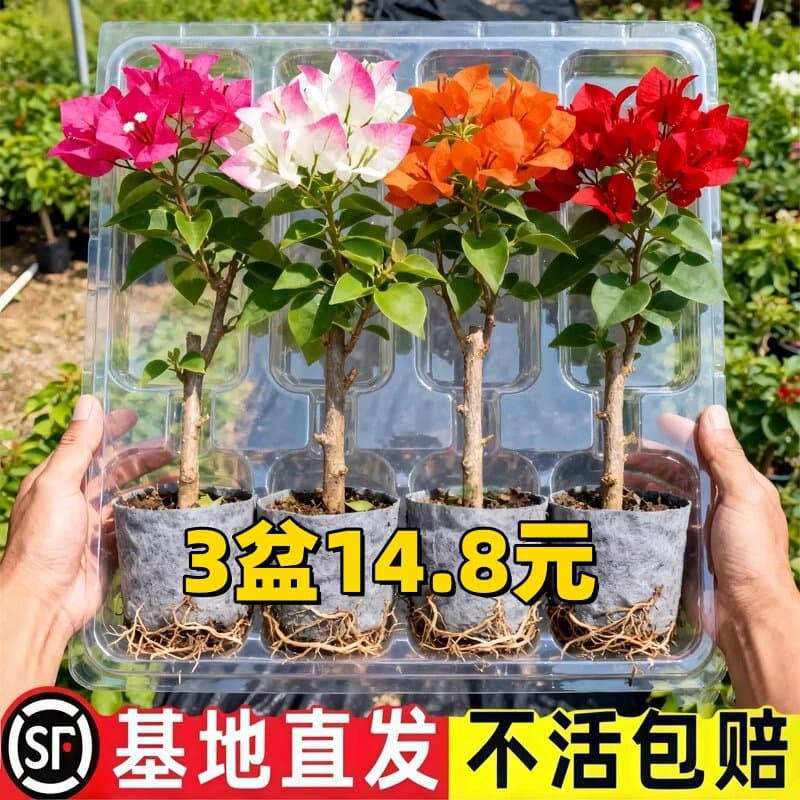 Double Petal Bougainvillea Potted Plant with Flowers, Old Stump Large Seedling, Indoor Outdoor Climbing Plant, Red Plum Flower, Multi-Season Blooming