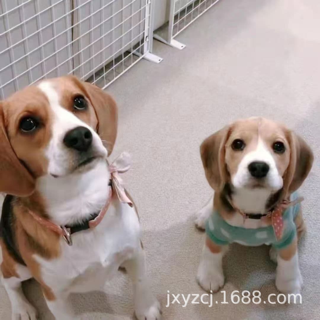 Wholesale double-pedigree Beagle puppies, live pet dogs, guard dogs, working dogs, small dogs, and live puppies.