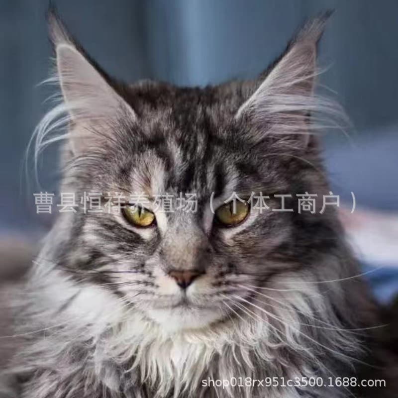 Direct from breeder Maine Coon kittens, large long-haired pet cats, live kittens, brown tabby, silver tabby, red tabby cats