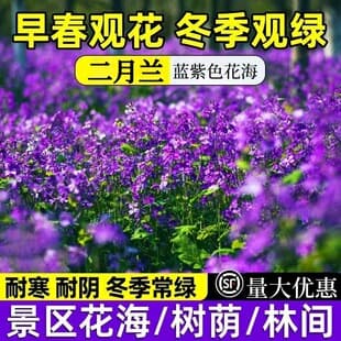 February Orchid Flower Seeds Spring Autumn Winter Flower Sea Seeds Easy to Grow Four Seasons Potted Plant Zhuge Cai Seeds Cold-resistant