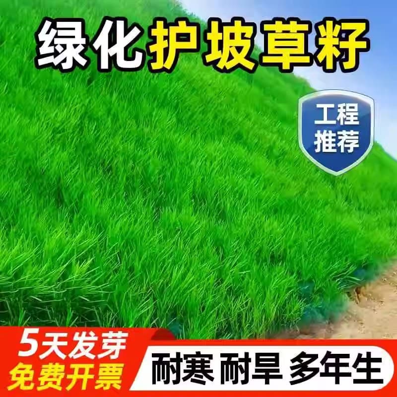 Lawn seeds, slope protection grass seeds, ryegrass, tall fescue, dwarf evergreen, Bermuda grass, carpet grass, drought-resistant foxtail grass