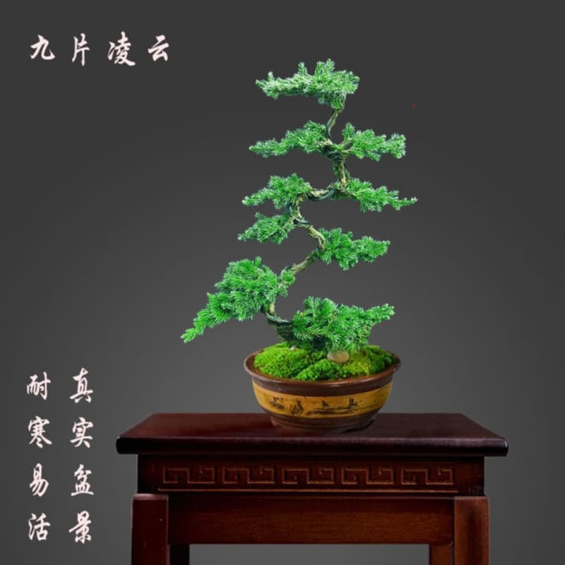Guest Greeting Pine Entryway Style Pot Plant Ground Cypress Bonsai Indoor Outdoor Desk Conifer Landscape Tree Pot Cold-Drought Tolerant