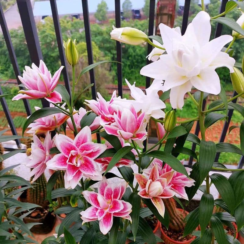 Lily Bulbs for Four-Season Blooming, Indoor and Outdoor Potted Flowers, Fragrant Lily Seeds, Easy to Grow and Maintain