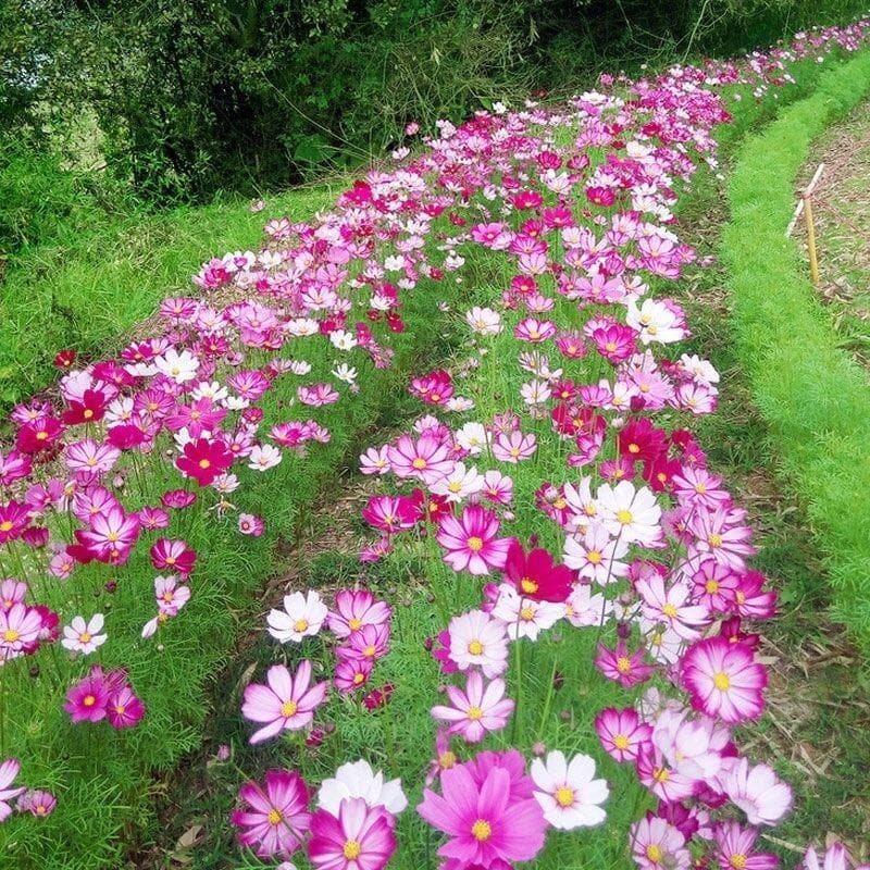 Cosmos and Galsang flower seeds, colorful, blooming in all seasons, easy to grow, garden wildflower mix