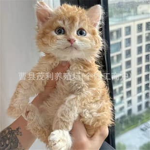 Purebred Selkirk Rex Kittens Live Selkirk Rex Curly Hair Kittens Live Direct from Breeder