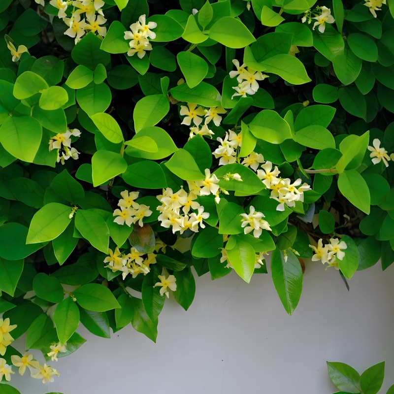 Yellow windmill jasmine seedling climbing vine flower plant potted balcony courtyard all-season evergreen non-defoliating cold-resistant