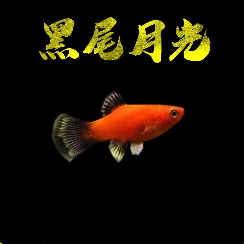 Blacktail Moonfish Livebearer Live Tropical Fish Ornamental Fish Pet Fish Small Freshwater Fish Directly Delivered
