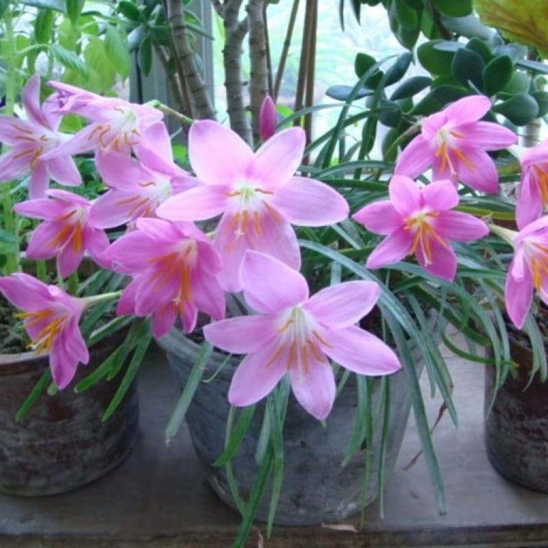 Rain Lily Bulbs Zephyranthes Plant Potted Bulb Flower Plant Leek Lily / Rain Lily Rhizome Red Flower