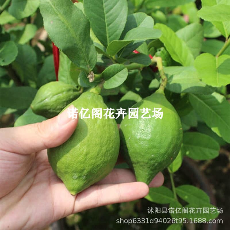 Guangdong Fragrant Lemon Tree Seedless Green Lemon Fragrant Lemon Four-Season Fruiting Ground Planting Potted Plant Special for Milk Tea Shops