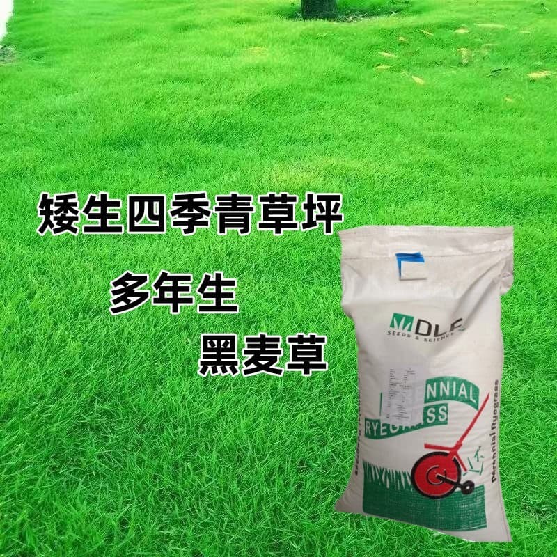 Wholesale from Manufacturer: Perennial Blue Label Ryegrass Lawn Seed, Evergreen, Cold and Drought Tolerant for Landscaping and Slope Protection