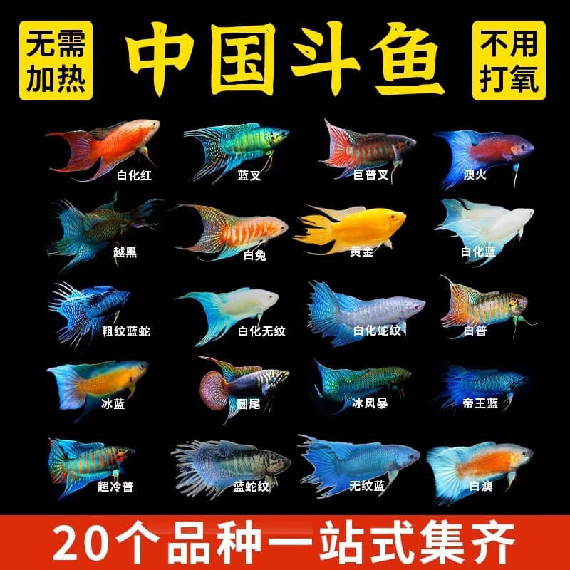 Chinese Fighting Fish Live Fish Betta Freshwater Ornamental Fish Fry Hardy No Oxygen Needed Small Fish Easy to Keep