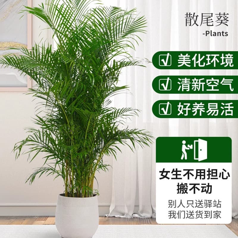 Areca Palm Potted Indoor Plant for Living Room Office, Premium Large Floor Green Plant Bonsai, Phoenix Tail Bamboo, Easy to Care