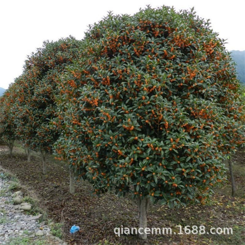 Osmanthus and osmanthus saplings courtyard ground planting golden osmanthus native high pole flower potted arbor courtyard villa landscape saplings