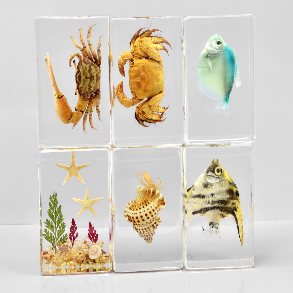 Resin Transparent Brazilian Turtle Crab Specimen Home Decoration Small Ornament Supply Business Gift Giveaway Crystal Ocean