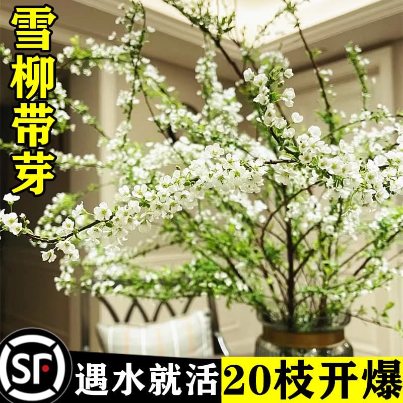 Snow Willow Fresh Branches and Branches Potted Hydroponic Plants Fresh Flowers and Green Plants Hydroponic Green Plants Potted Dragon Willow Snow Willow Wholesale