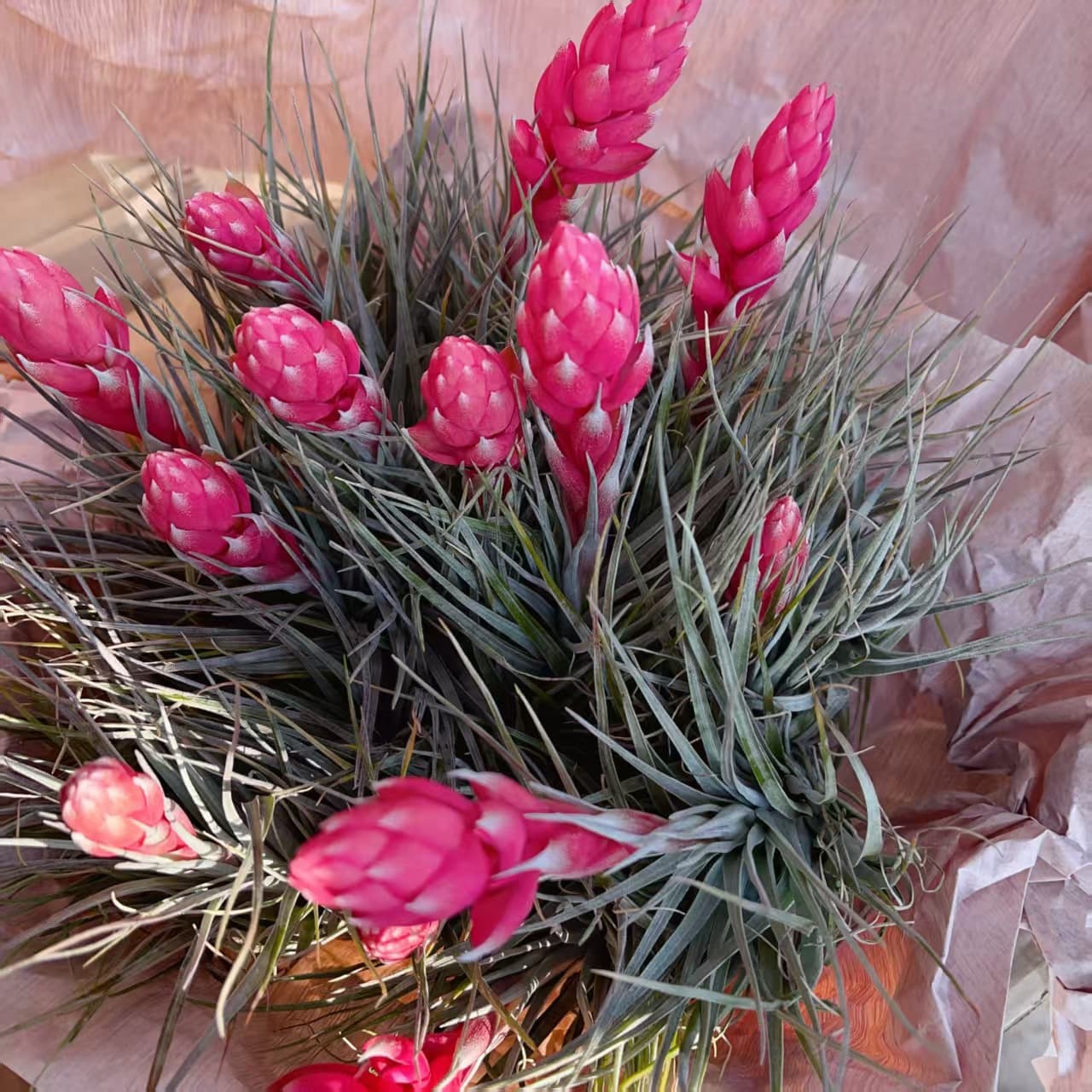 Blooming Season Collection, Direct from Air Plant Base Wholesale - Low-Maintenance Plants, Home Greenery Soilless
